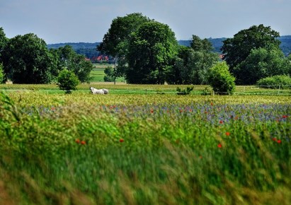 działka na sprzedaż - Stare Czarnowo, Kołowo